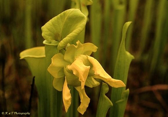 {Sarracenia flava}
